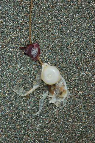 Moonstone Beach 055.jpg